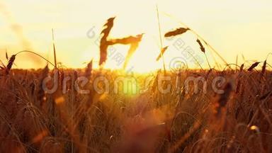 日落背景上的金色小麦。 成熟小麦的穗状花序慢运动特写
